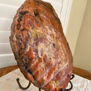 Large Petrified wood slab